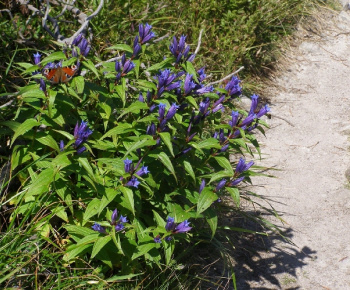 Vysoké Tatry - Chata Plesnivec